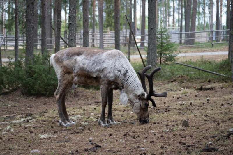 E-FATBIKE TRIP TO THE REINDEER FARM - Key Points