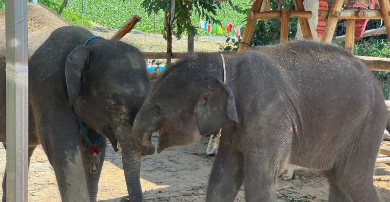 Elephant Experience With Transfers and Thai Food Buffet - Key Points