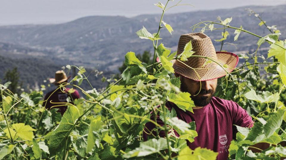 Enjoy a Unique All Day Wine Tasting Tour in Nemea - Key Points