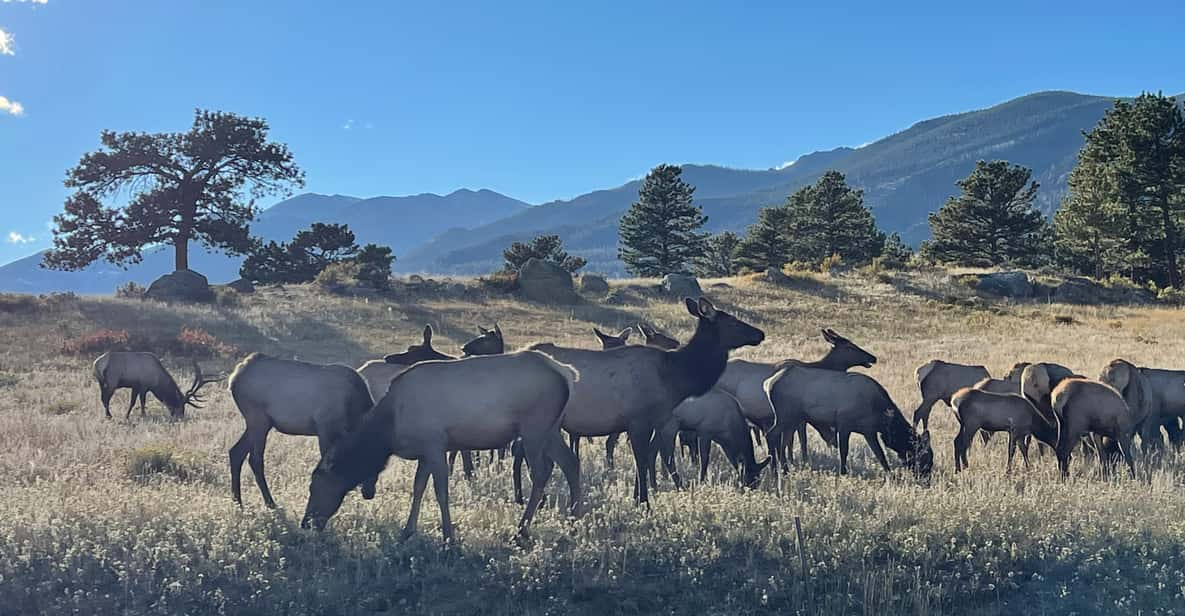 Estes Park: Guided Sunset Elk Mating Ritual Tour - Key Points