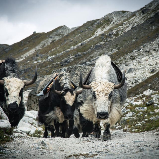 Everest Panorama Trek - Natures Grandeur in Every Step - Key Points