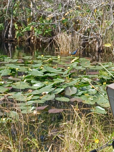 Everglades Eco Tour With Private Luxury Transportation - Key Points