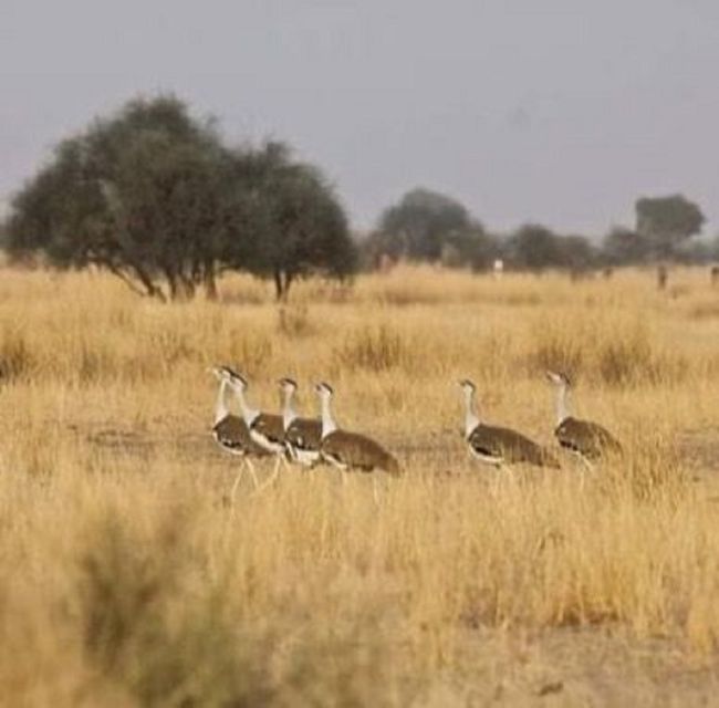 Explore The Desert National Park With Experience Guide - Key Points