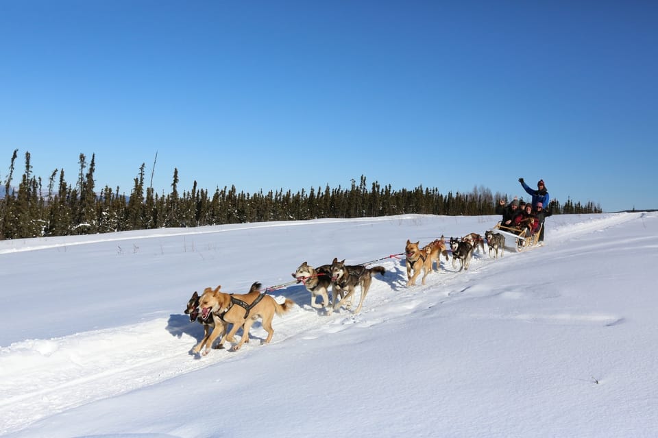 Fairbanks: 1-Hour Alaskan Winter Dog Sledding Adventure - Key Points