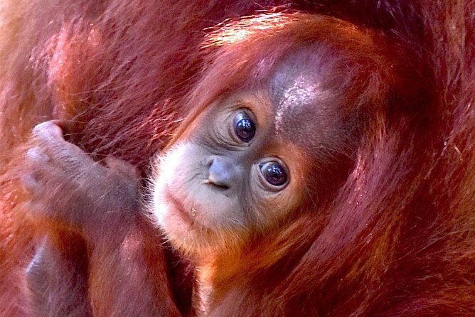 FAMILY JUNGLE TOUR: Orangutan Trek (4-Hours Hike) by Ecotravel Bukit Lawang - Good To Know