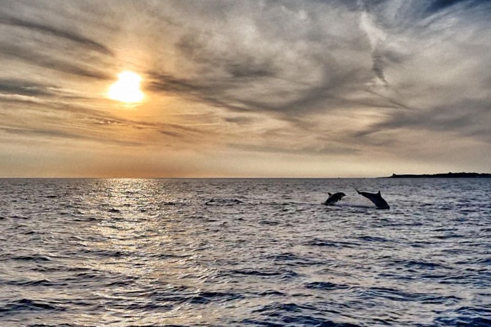 Fazana: Guided Dolphin Watching Sightseeing Cruise at Sunset - Good To Know