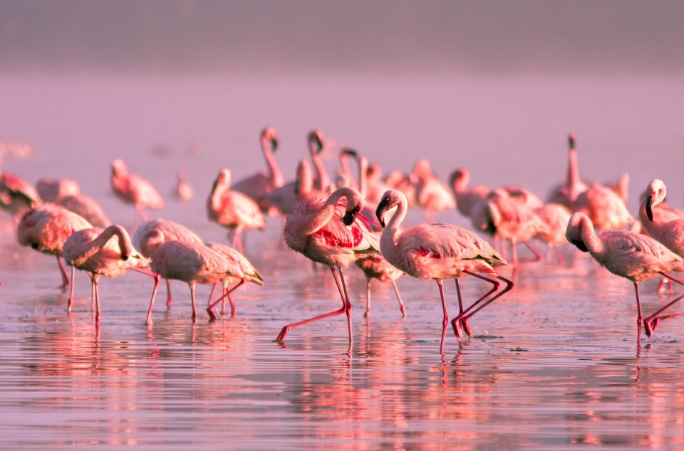 Flamingo-Birdwatching in the Ebro Delta at Sunset - Key Points