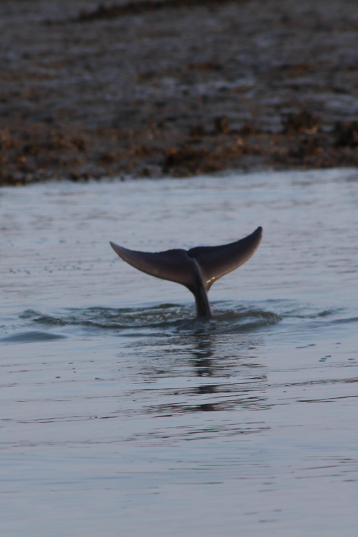 Folly Beach Dolphin Viewing Boat Excursion - Key Points