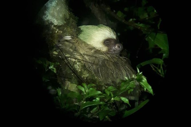 Forest Night Tour in Monteverde Refuge / Guide & Entrace Fee. - Overview of the Tour