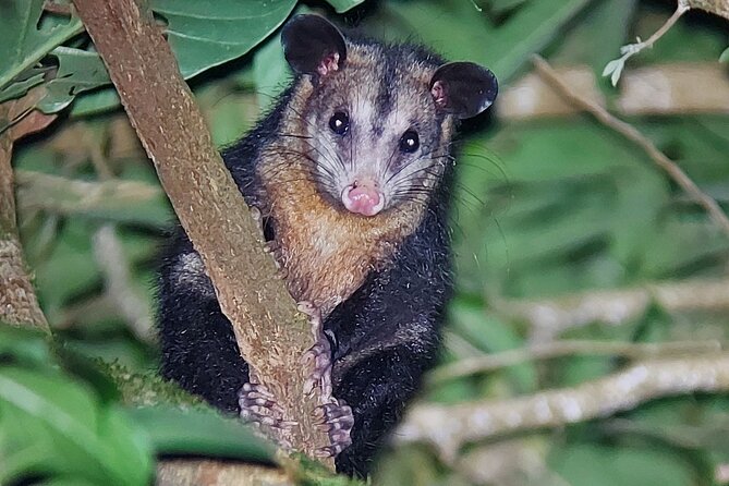 Forest Night Tour in Monteverde Refuge / Guide & Entrace Fee. - Overview of the Tour