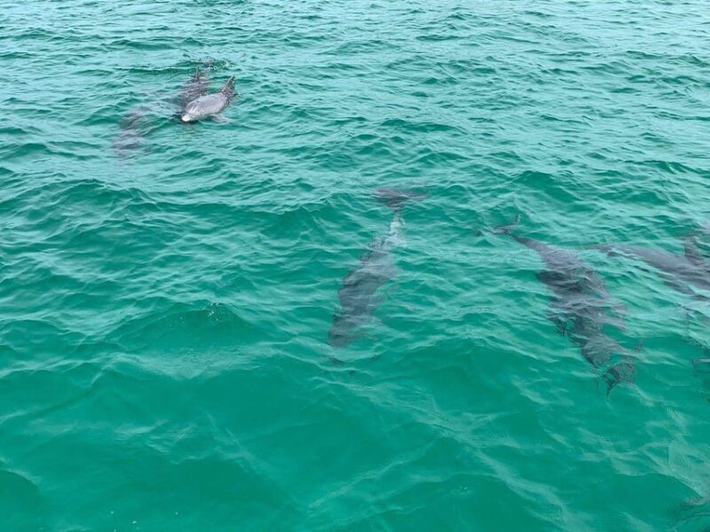 Fort Walton: Dolphin Discovery and Snorkeling Cruise - Key Points