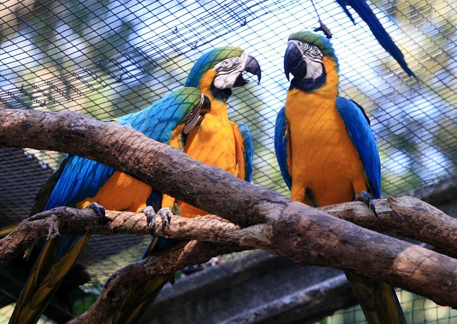 Foz Do Iguaçu: Bird Park Experience - Key Points