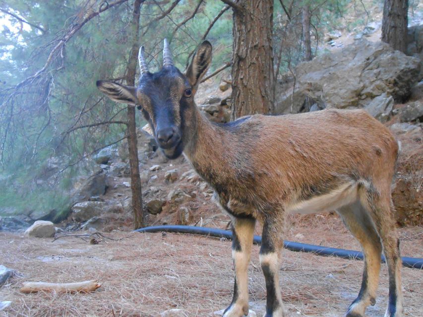 From Agia Galini/Matala: Samaria Gorge Hiking Tour - Key Points