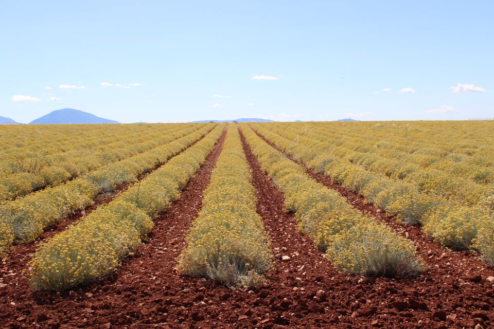 From Aix-En-Provence: Lavender Experience & Gorges Du Verdon - Key Points