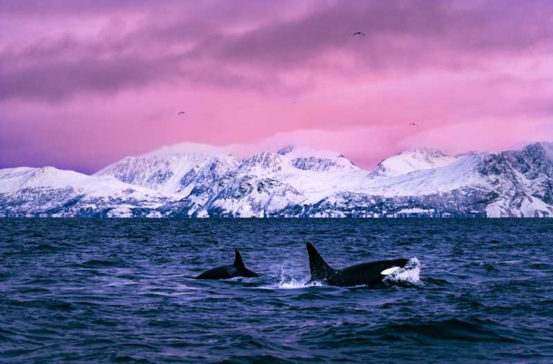 From Alta: Whale and Seabird Cruise - Overview of the Cruise