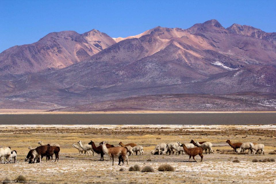 From Arequipa|| Full Day Salinas Lagoon Excursion - Key Points