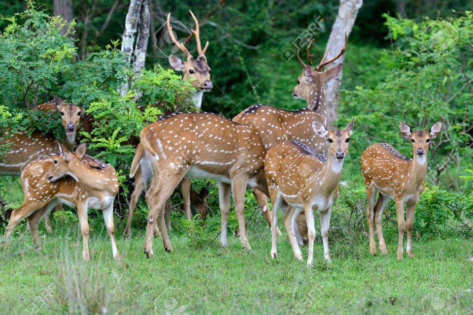 From Arugambay :- Yala National Park Safari Adventure - Good To Know