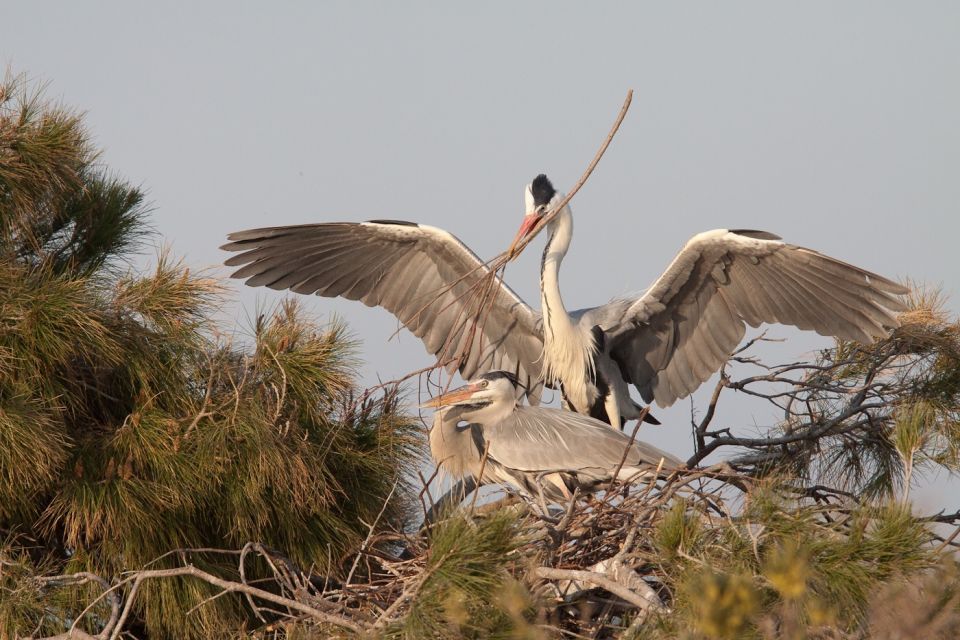 From Avignon: Half-Day Camargue and Saintes-Maries-de-la-Mer - Key Points