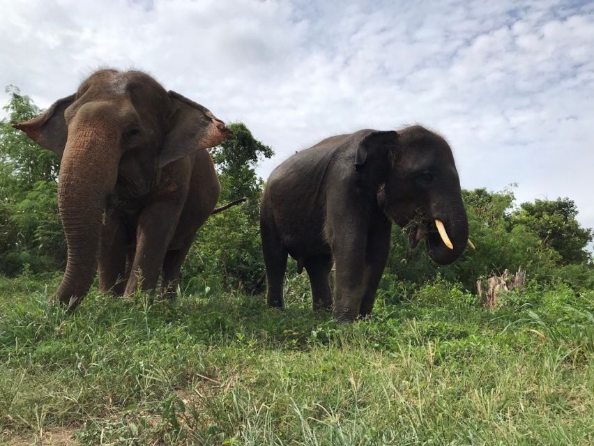 From Bangkok: Pattaya Ethical Elephant Sanctuary Day Trip - Key Points