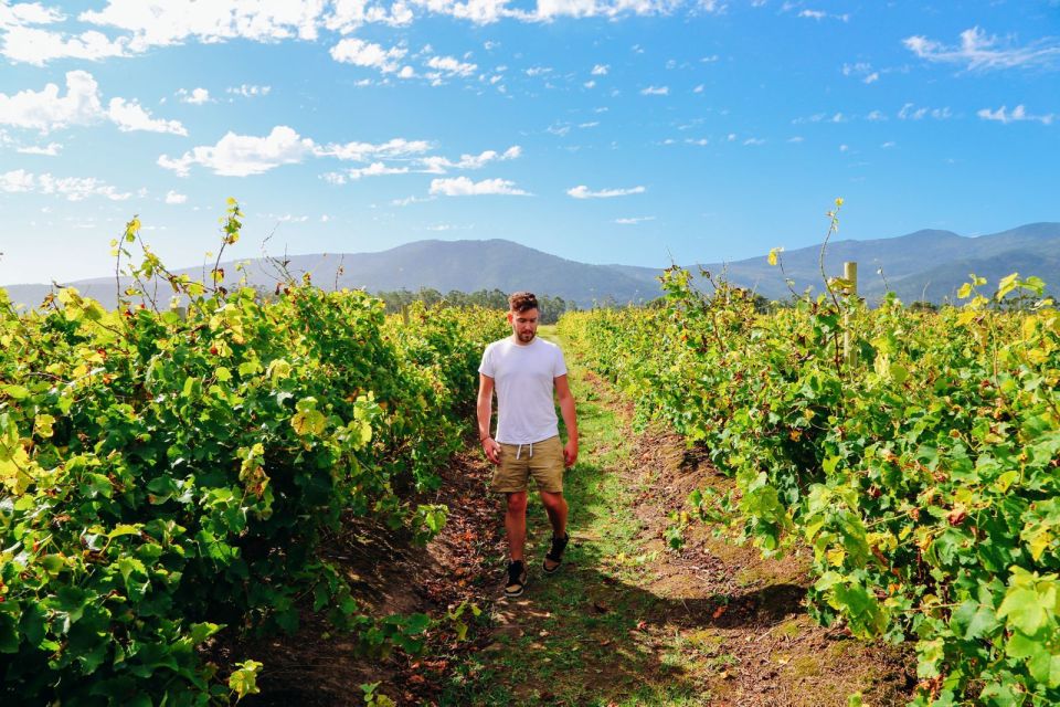 From Barcelona: The Penedès Hike and Wine Tour - Key Points