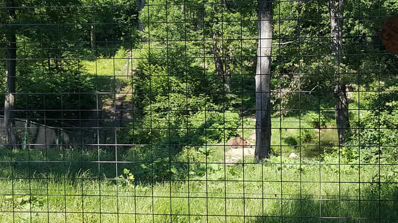 From Brasov: Libearty Bear Sanctuary Guided Tour - Good To Know