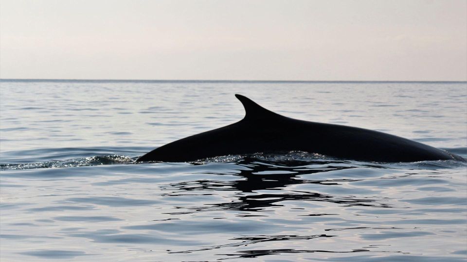 From Cala Gonone: Dolphin & Birdwatching in Orosei Gulf - Key Points