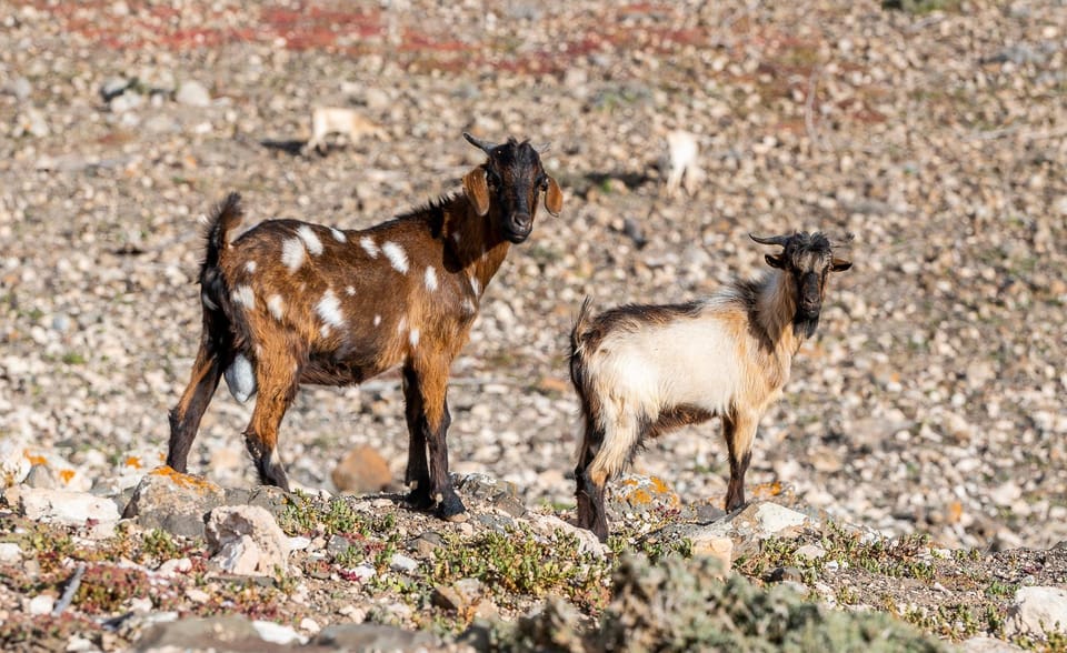 From Caleta De Fuste: Explore Rural Fuerteventura Tour - Key Points