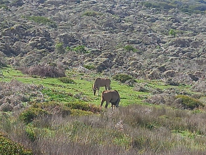 From Cape Town: Aquila Game Reserve Safari Tour With Lunch - Good To Know