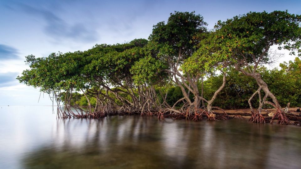 From Cartagena: Mangroves Trip With Lunch - Key Points