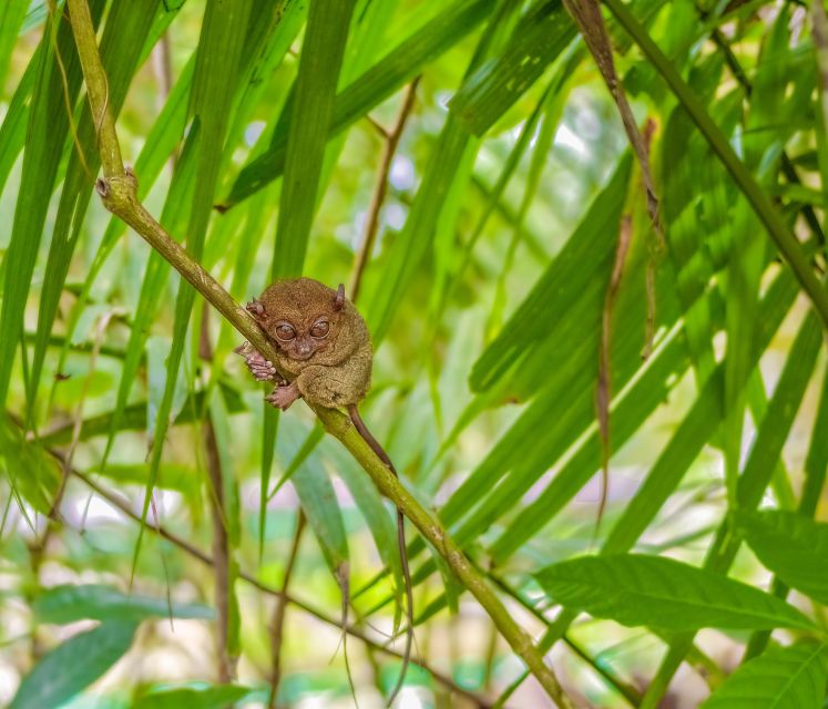 From Cebu City: Bohol Countryside Tour - Key Points