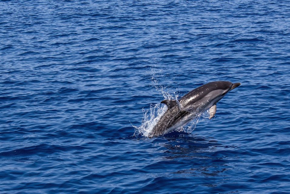 From City of Side: Dolphin Watching Boat Tour With Lunch - Key Points