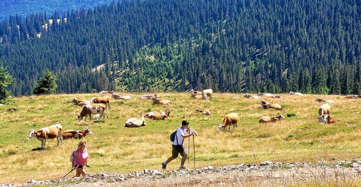 From Cluj-Napoca: Day Hike to Vlădeasa Peak - Good To Know