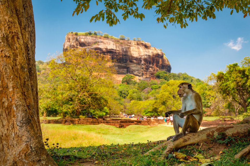 From Colombo: Sigiriya and Dambulla Day Trip and Safari - Good To Know