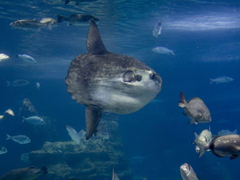 From Costa Brava: Barcelona Day Trip With Aquarium Visit - Key Points