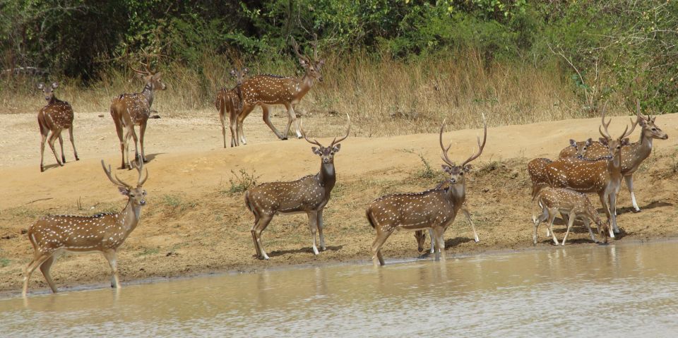 From Ella: All Inclusive Udawalawe National Park Safari - Good To Know