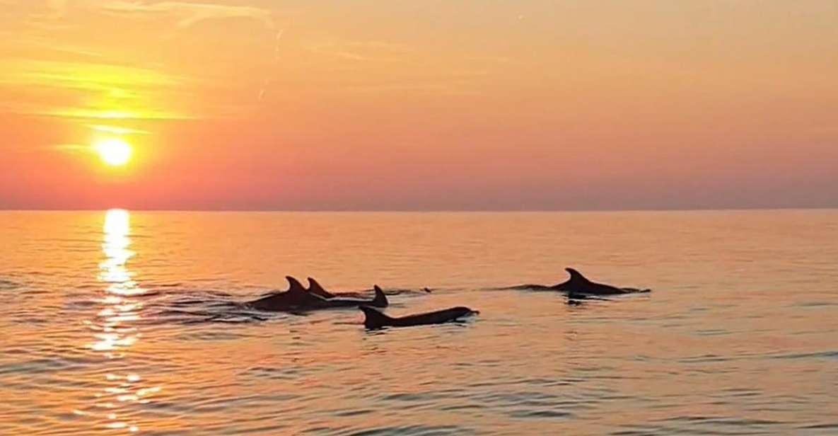 From Fazana: Private Dolphin Search & Sunset Cruise - Good To Know