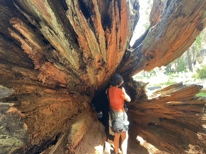 From Fresno: Sequoia National Park Tour W/ Transfer & Lunch - Customer Feedback and Reviews