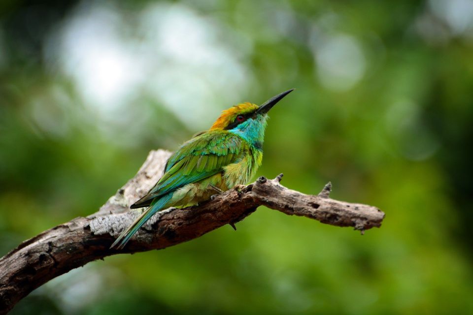 From Habarana or Sigiriya: Minneriya National Park Safari - Good To Know