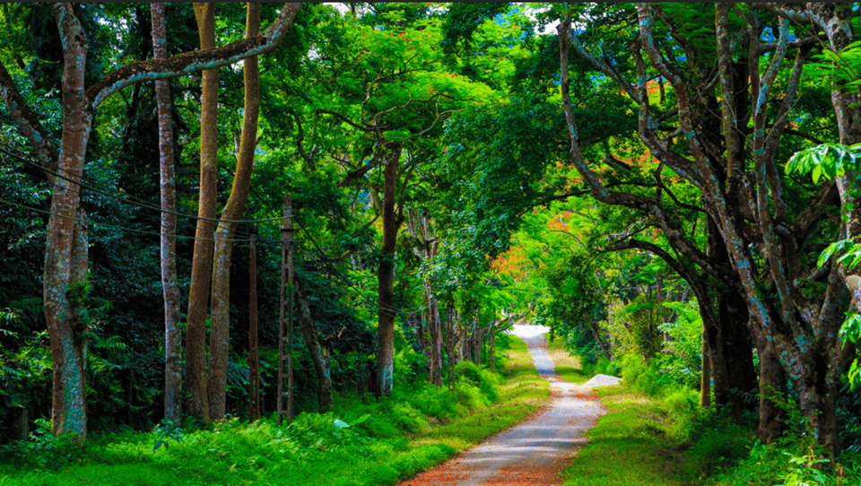 From Hanoi: Adventure In Cuc Phuong Forest & Watch Fireflies - Itinerary Details