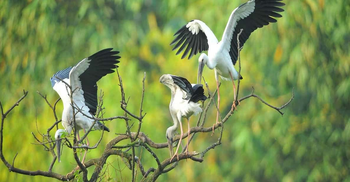 From Hanoi: Explore Ninh Binh And Admire Birds In 2 Days - Key Points