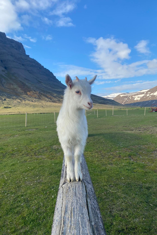 From Isafjordur: The Westjords Great Getaway - Key Points