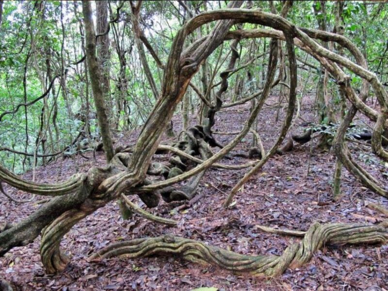 From Kandy: Bird Watching Tour to Udawatte Kele Sanctuary - Good To Know