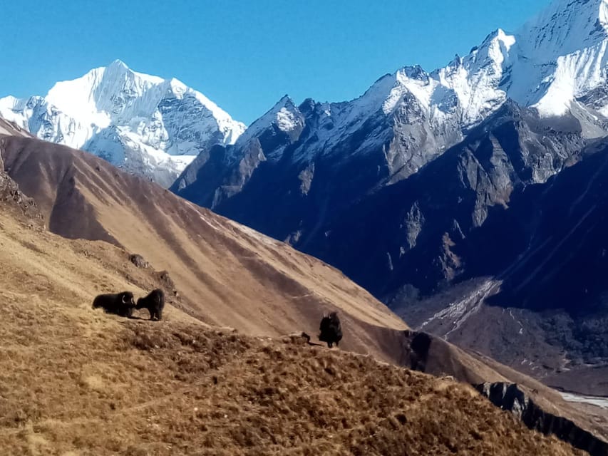 From Kathmandu: 7-Day Langtang Valley Trek - Key Points