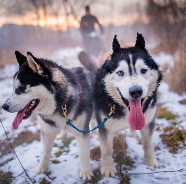 From Krakow: Dogsled Ride in Tatra Mountain - Good To Know