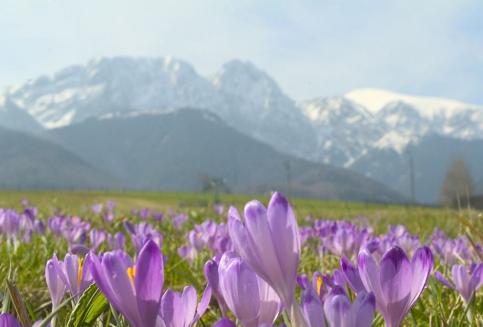 From Kraków: Zakopane & Tatra Mountains Cheese Tasting Tour - Good To Know