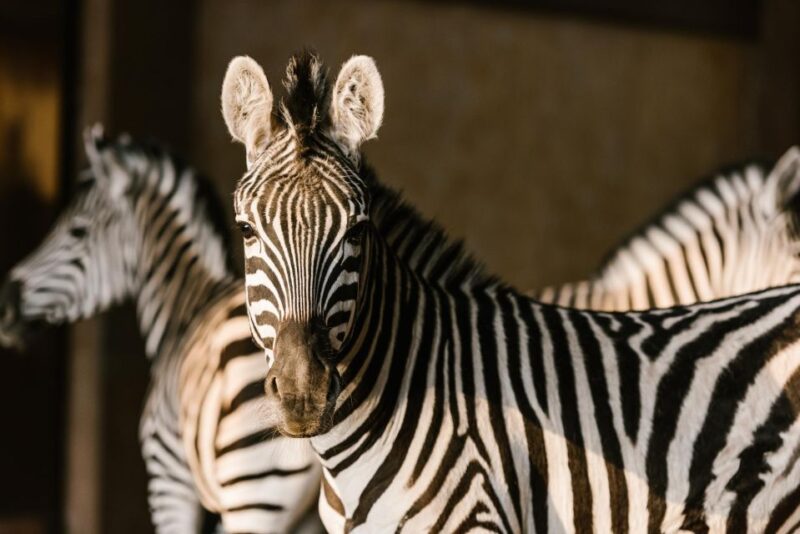 From Krakow: Zoo Trip With Transfer - Good To Know