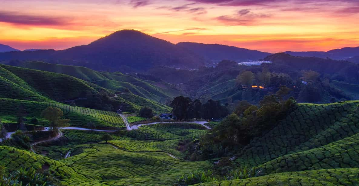 From Kuala Lumpur: Cameron Highlands Private Guided Tour - Key Points