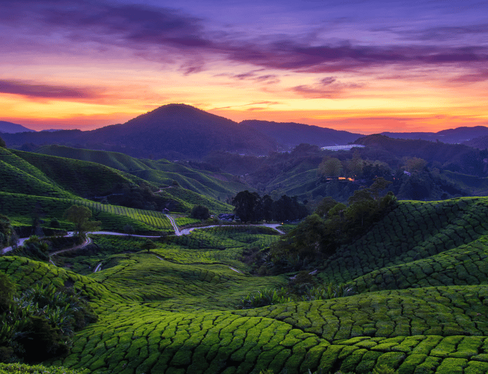 From Kuala Lumpur: Cameron Highlands Private Guided Tour