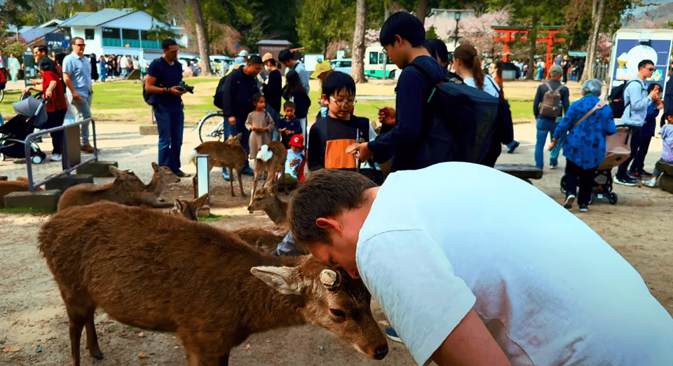 From Kyoto/Osaka: Nara Sightseeing Private Day Tour - Key Points