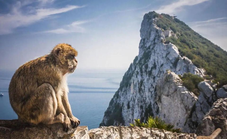 From Málaga/Torremolinos/Benalmádena: Day Trip to Gibraltar - Key Points